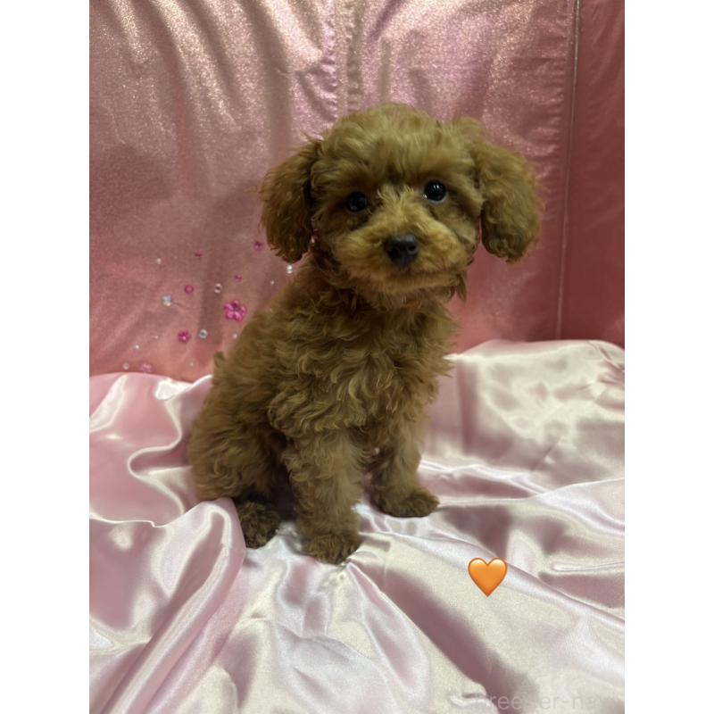 販売中の愛知県のトイプードル-429423の6枚目