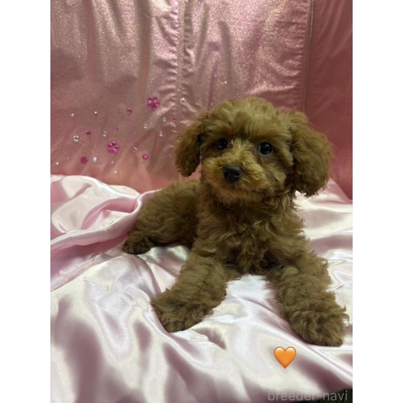 販売中の愛知県のトイプードル-429423の5枚目