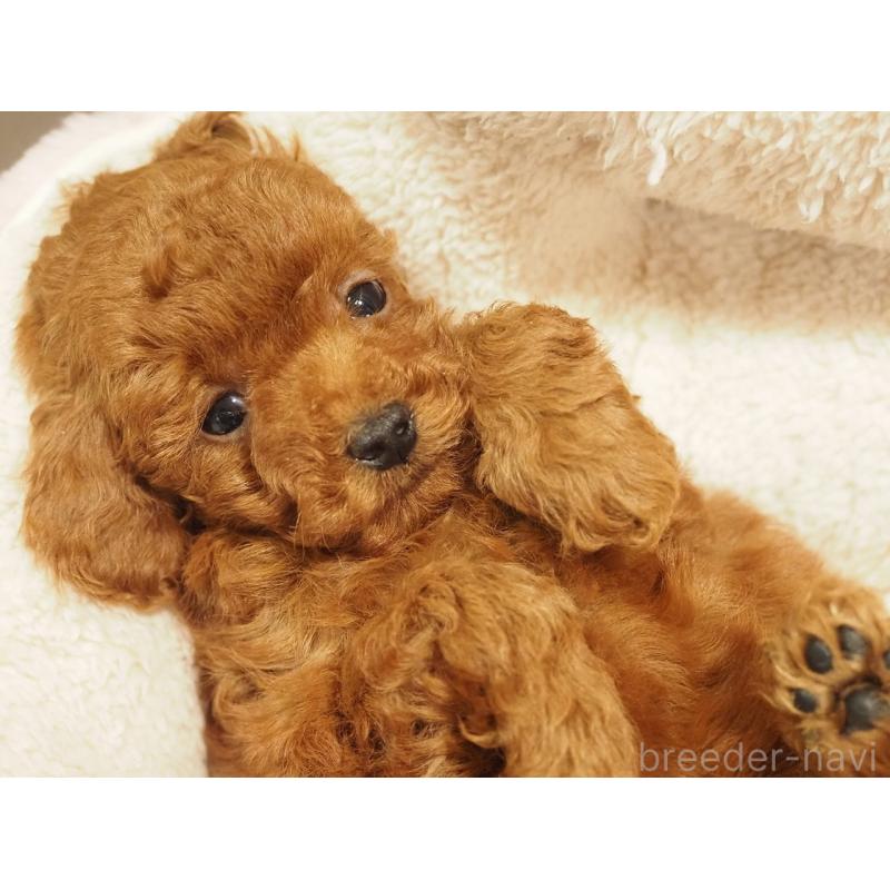 販売中の愛知県のタイニープードル-442803の8枚目