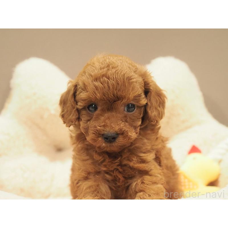 販売中の愛知県のタイニープードル-442803の7枚目
