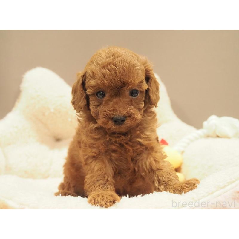 販売中の愛知県のタイニープードル-442803の6枚目