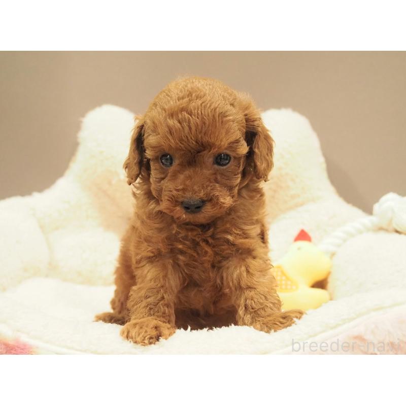 販売中の愛知県のタイニープードル-442803の5枚目