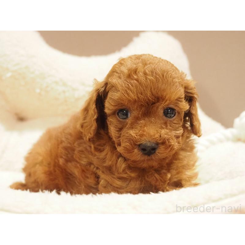 販売中の愛知県のタイニープードル-442803の4枚目