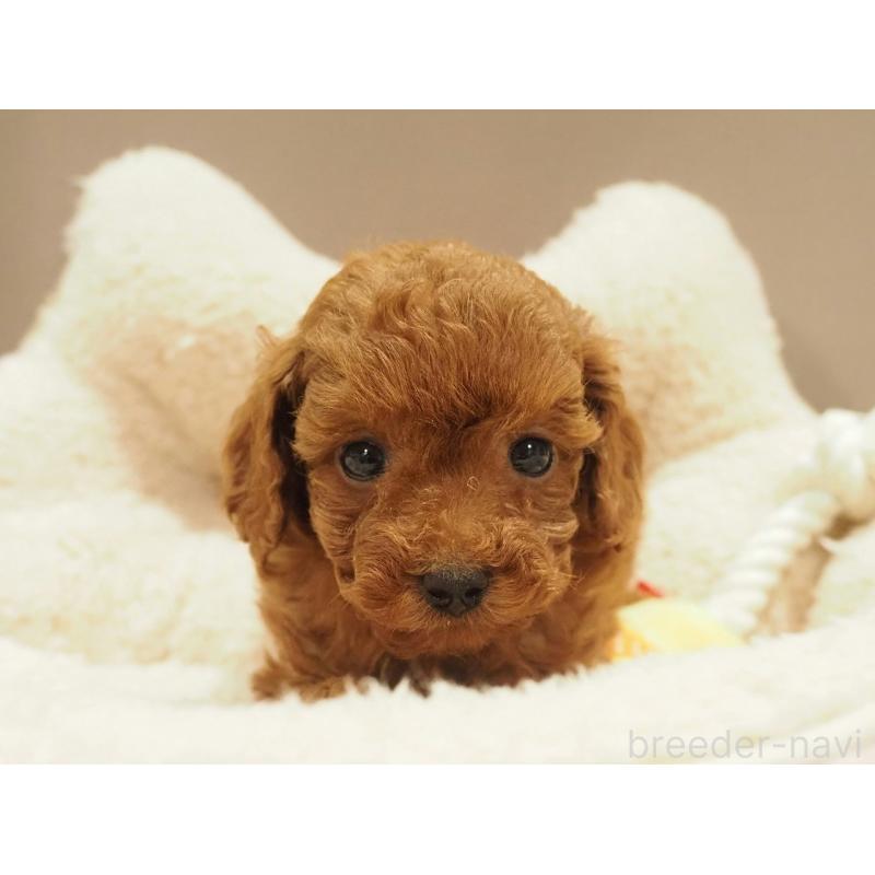 販売中の愛知県のタイニープードル-442803の3枚目