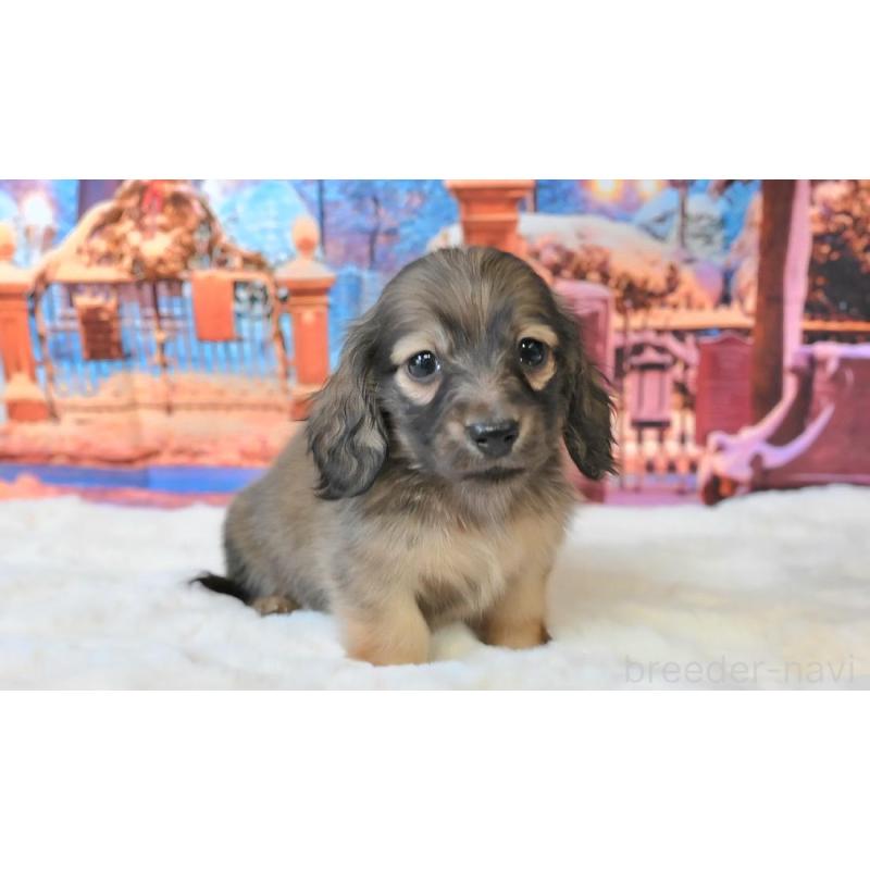 販売中の大阪府のミニチュアダックスフンド(ロングヘアード)-442804の4枚目