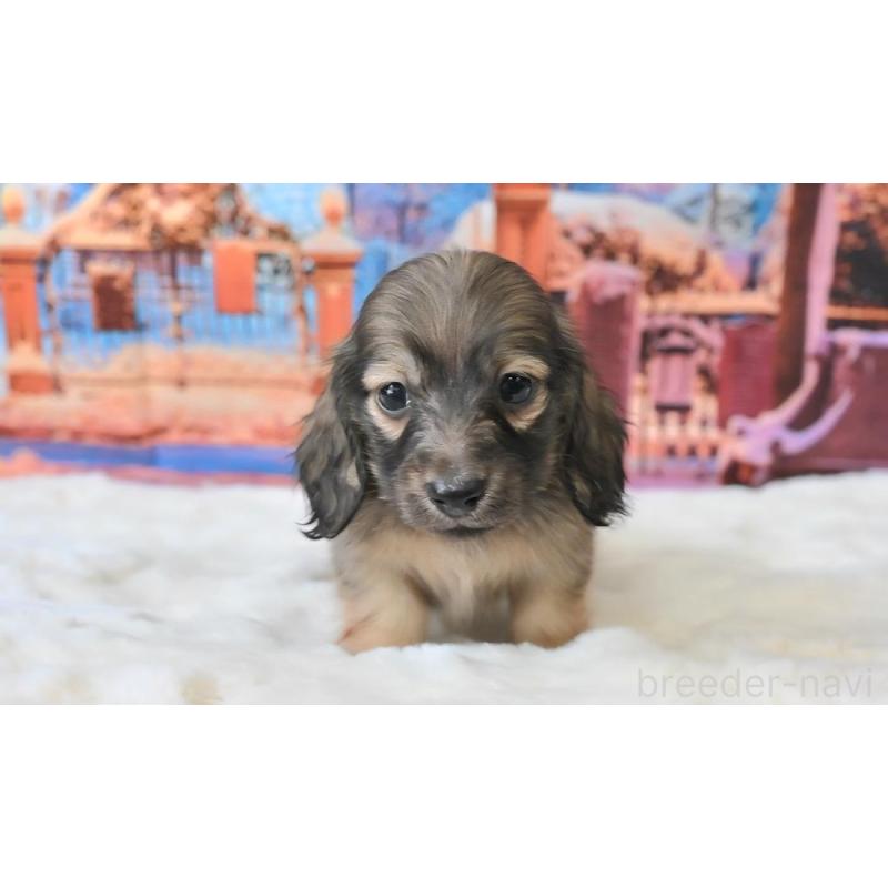 販売中の大阪府のミニチュアダックスフンド(ロングヘアード)-442804の3枚目