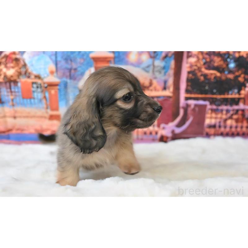 販売中の大阪府のミニチュアダックスフンド(ロングヘアード)-442804の2枚目