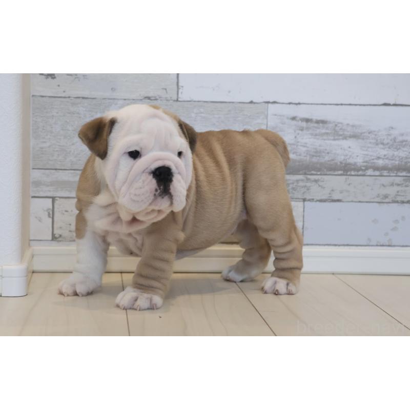 販売中の岡山県のブルドッグ-442806の7枚目