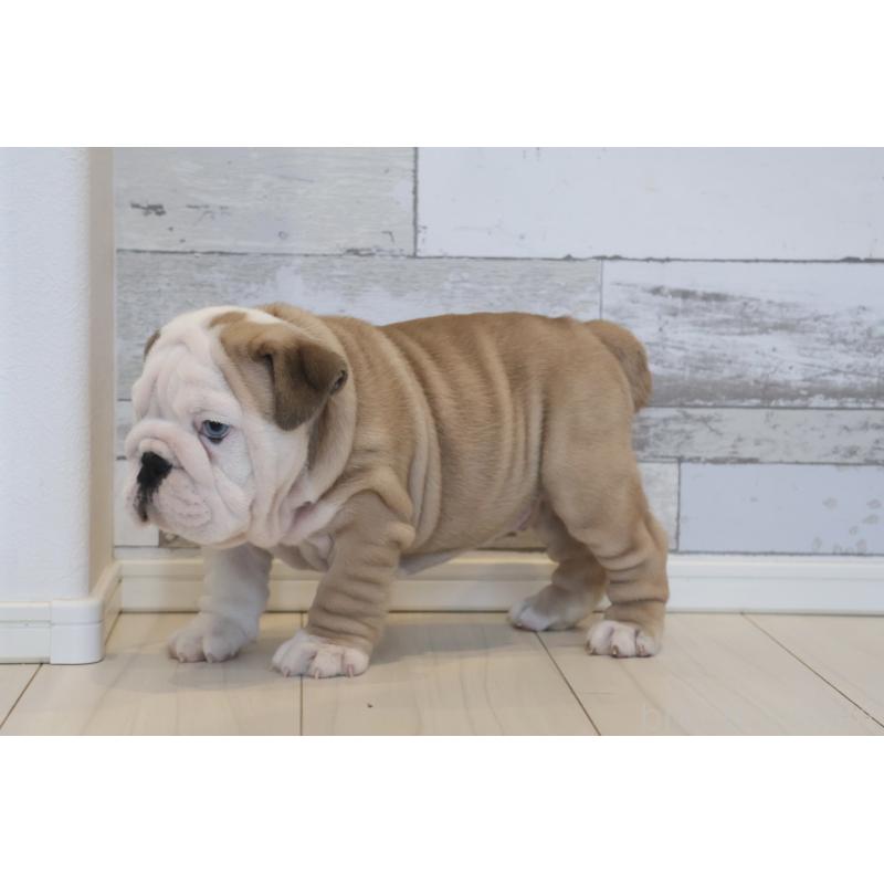 販売中の岡山県のブルドッグ-442806の6枚目