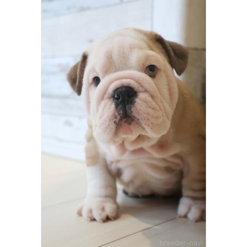 販売中の岡山県のブルドッグ-442806の5枚目