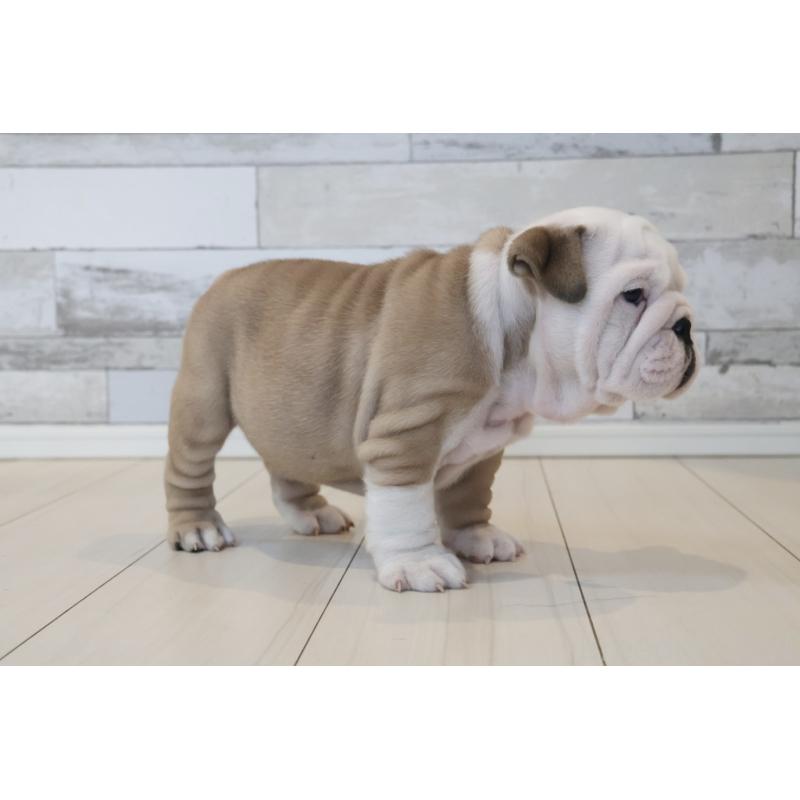 販売中の岡山県のブルドッグ-442806の4枚目