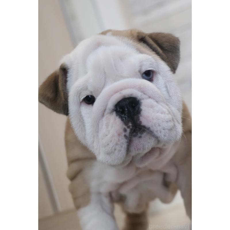 販売中の岡山県のブルドッグ-442806の3枚目