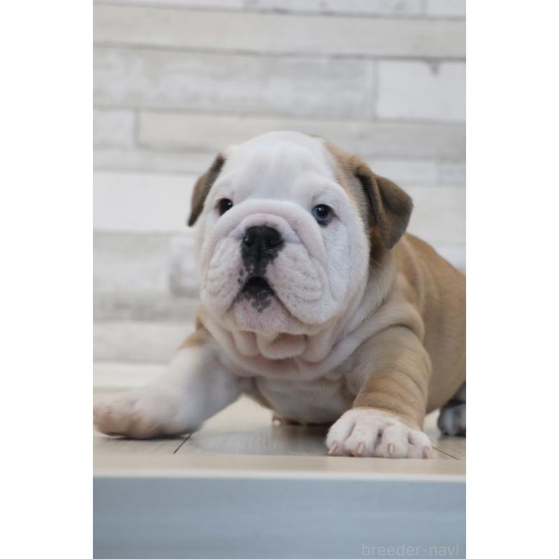 販売中の岡山県のブルドッグ-442806の2枚目