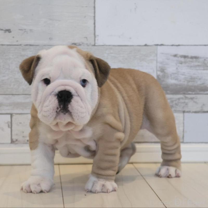 販売中の岡山県のブルドッグ-442806の1枚目