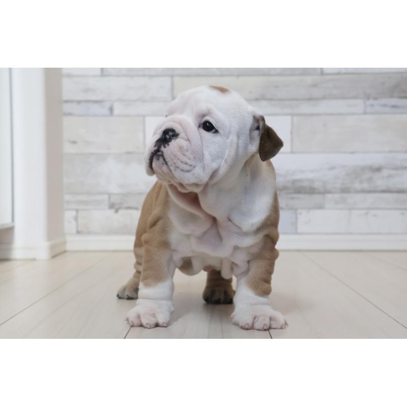 販売中の岡山県のブルドッグ-442807の7枚目