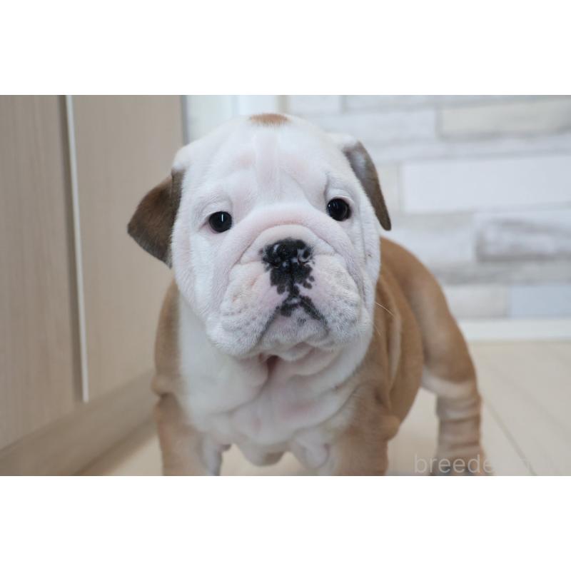 販売中の岡山県のブルドッグ-442807の6枚目