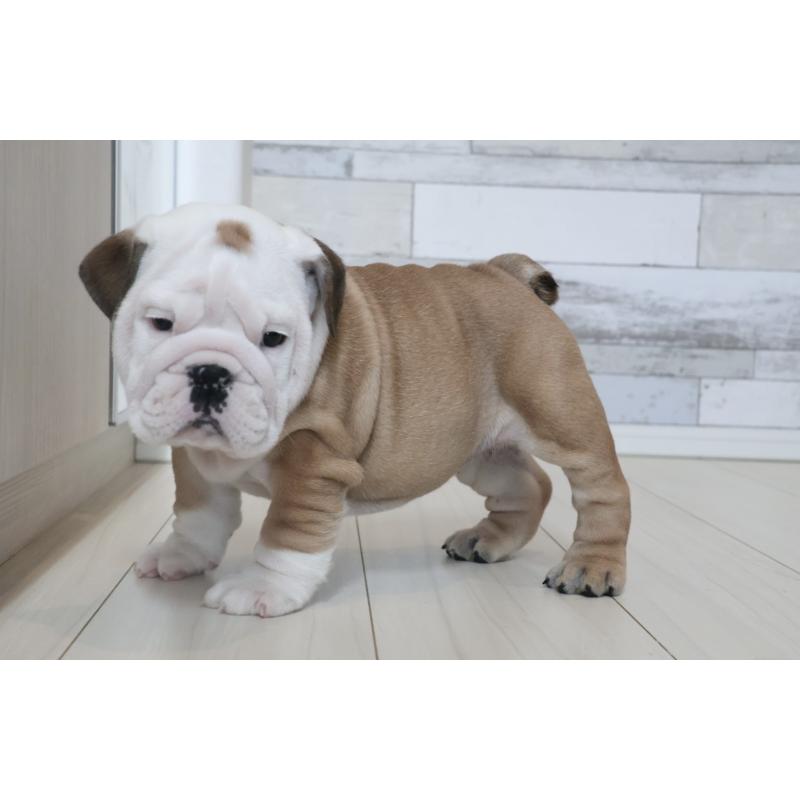 販売中の岡山県のブルドッグ-442807の5枚目