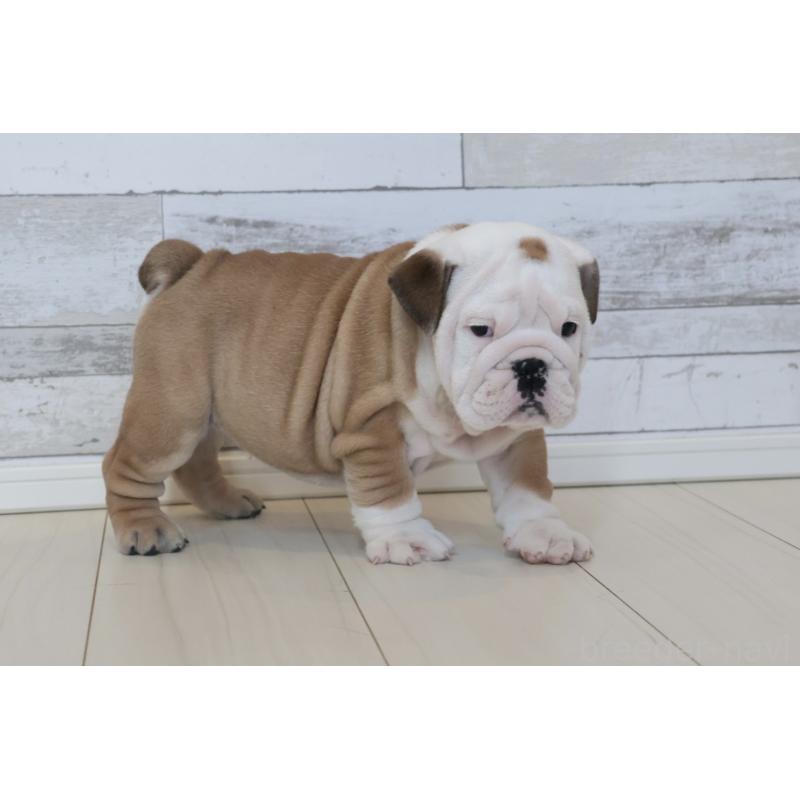 販売中の岡山県のブルドッグ-442807の4枚目