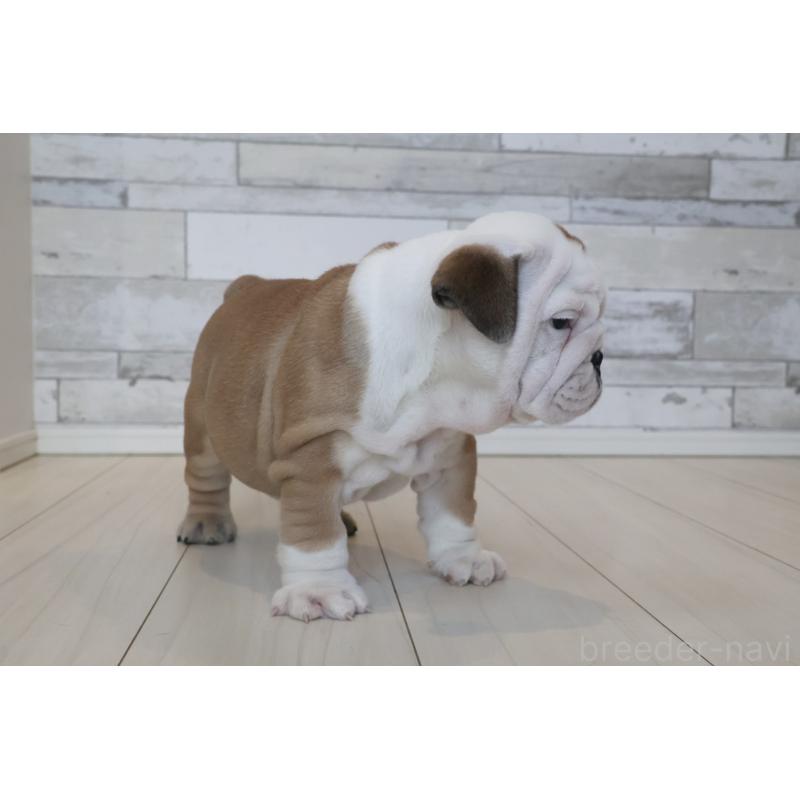 販売中の岡山県のブルドッグ-442807の2枚目