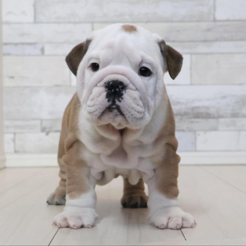 販売中の岡山県のブルドッグ-442807