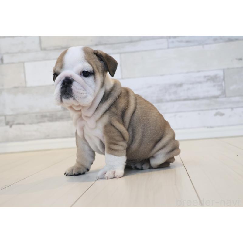 販売中の岡山県のブルドッグ-442808の7枚目