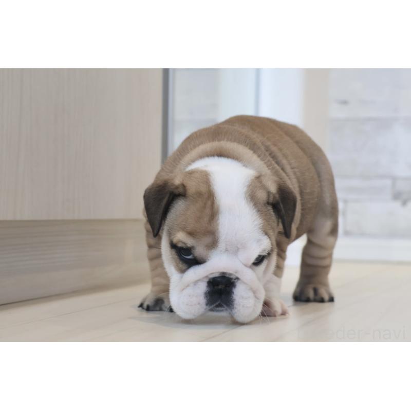 販売中の岡山県のブルドッグ-442808の6枚目