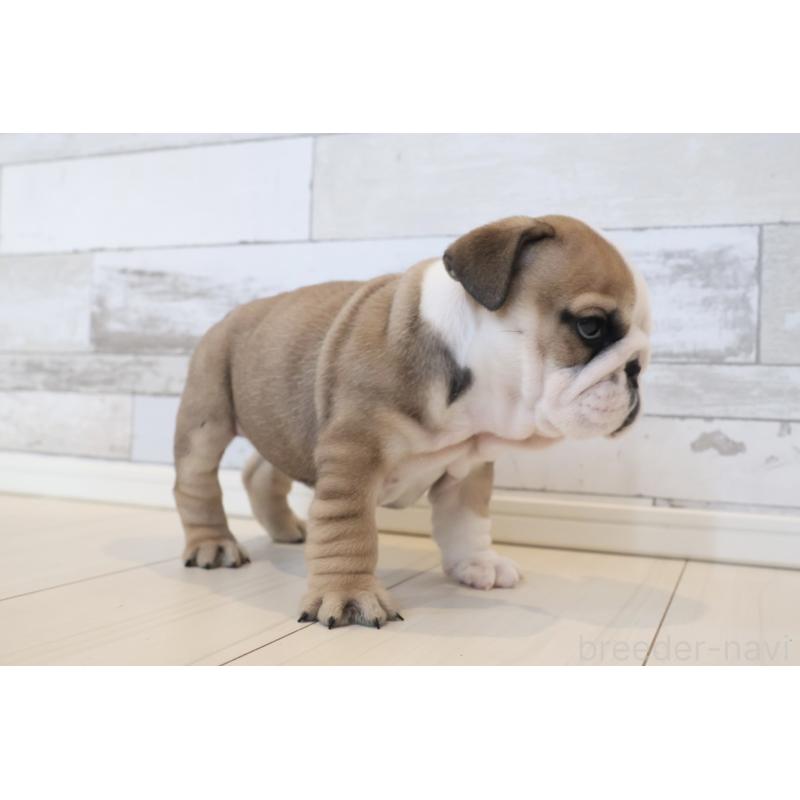 販売中の岡山県のブルドッグ-442808の5枚目