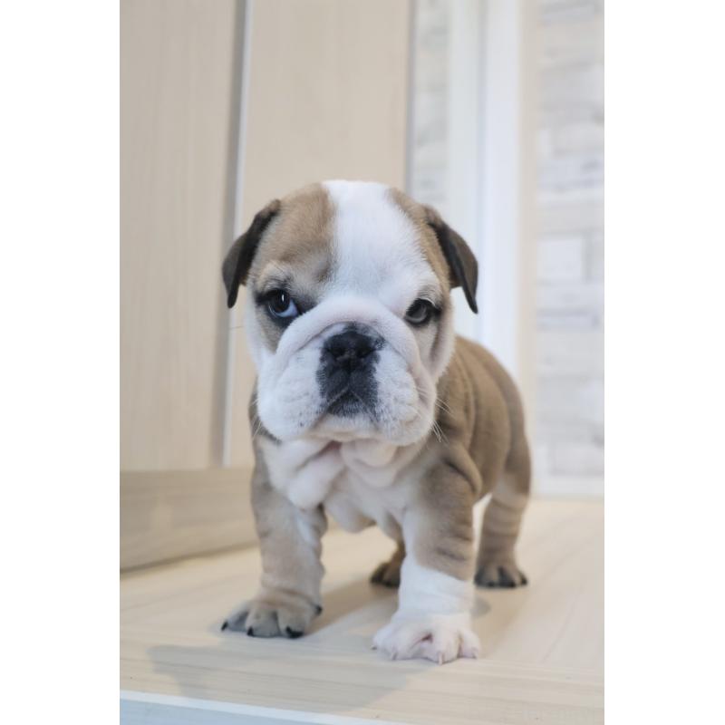 販売中の岡山県のブルドッグ-442808の3枚目