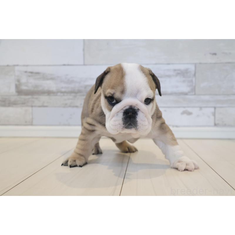 販売中の岡山県のブルドッグ-442808の2枚目