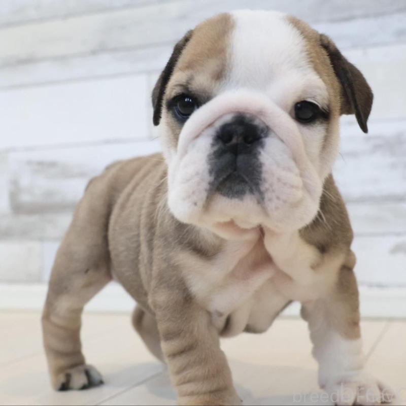 販売中の岡山県のブルドッグ-442808