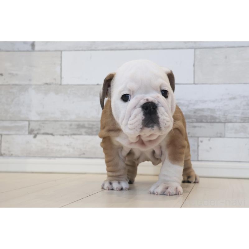 販売中の岡山県のブルドッグ-442809の8枚目