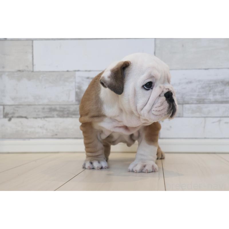 販売中の岡山県のブルドッグ-442809の7枚目