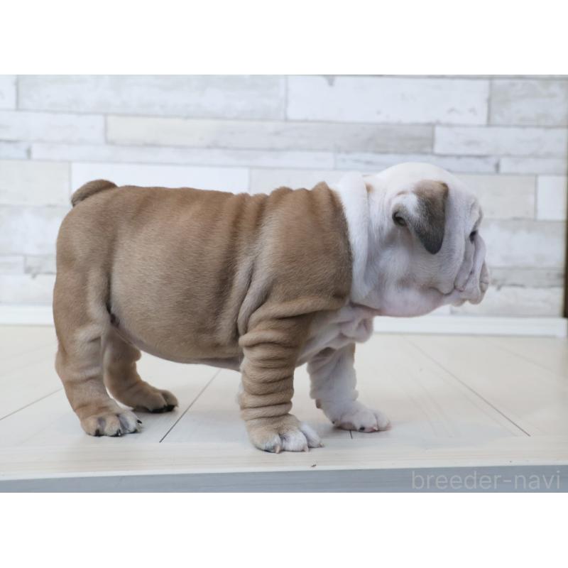 販売中の岡山県のブルドッグ-442809の5枚目