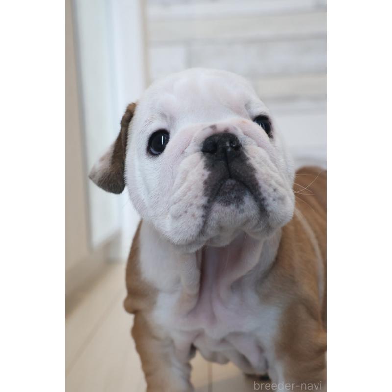 販売中の岡山県のブルドッグ-442809の4枚目