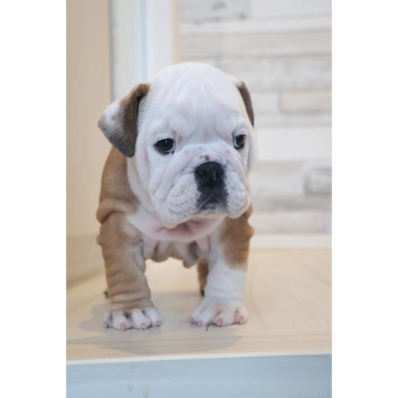 販売中の岡山県のブルドッグ-442809の2枚目