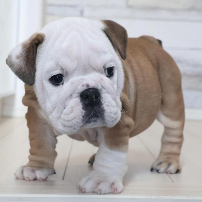 販売中の岡山県のブルドッグ-442809