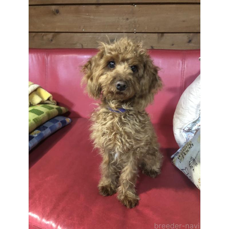 販売中の兵庫県のトイプードル-413437の17枚目