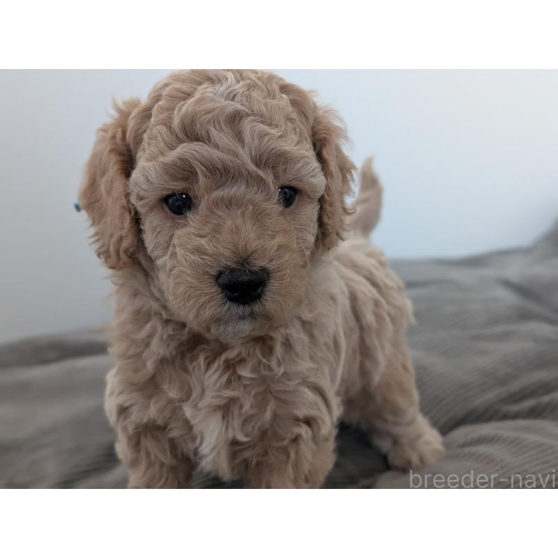 成約済の千葉県のミディアムプードル-437031の8枚目