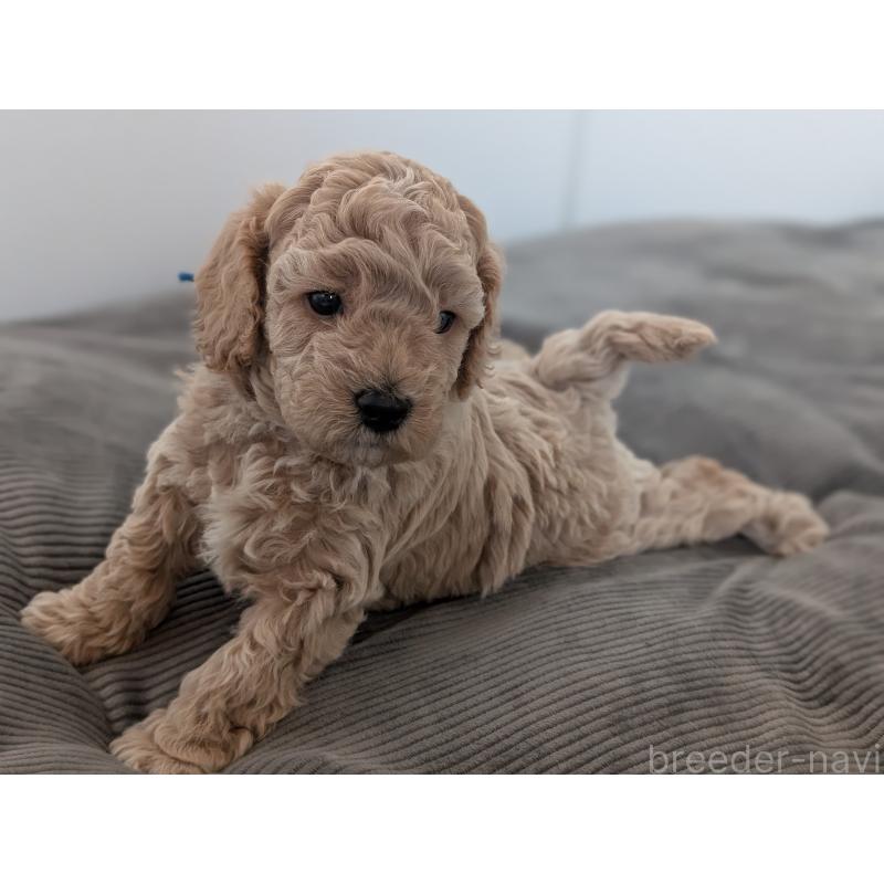 成約済の千葉県のミディアムプードル-437031の7枚目