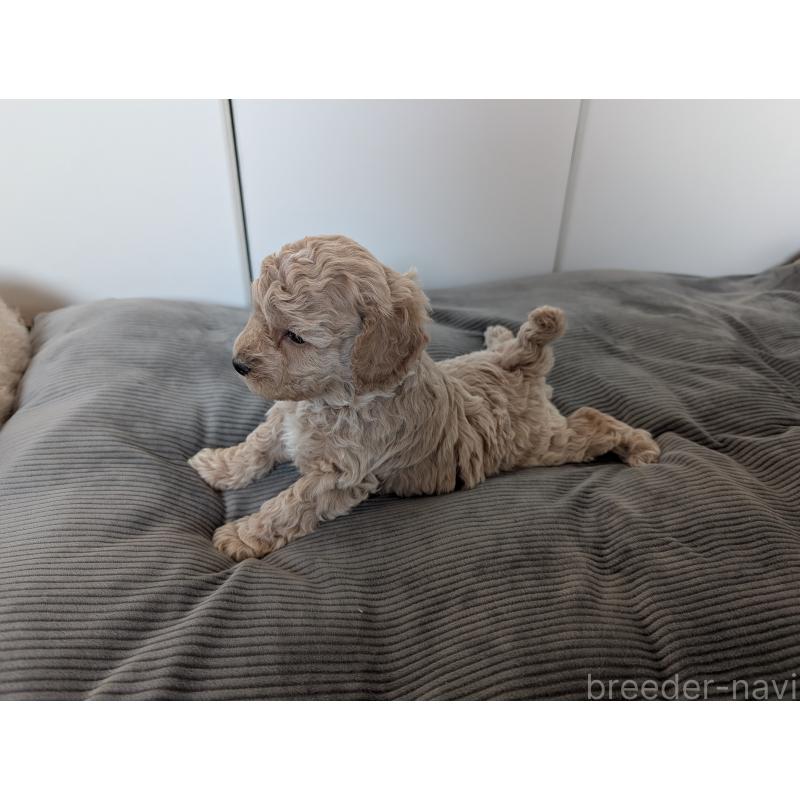 成約済の千葉県のミディアムプードル-437031の6枚目