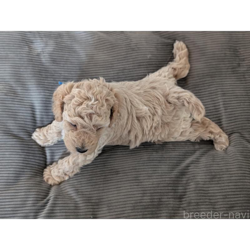 成約済の千葉県のミディアムプードル-437031の5枚目