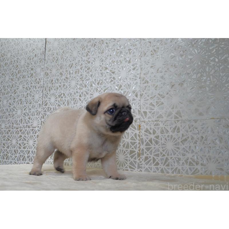 販売中の東京都のパグ-442811の10枚目