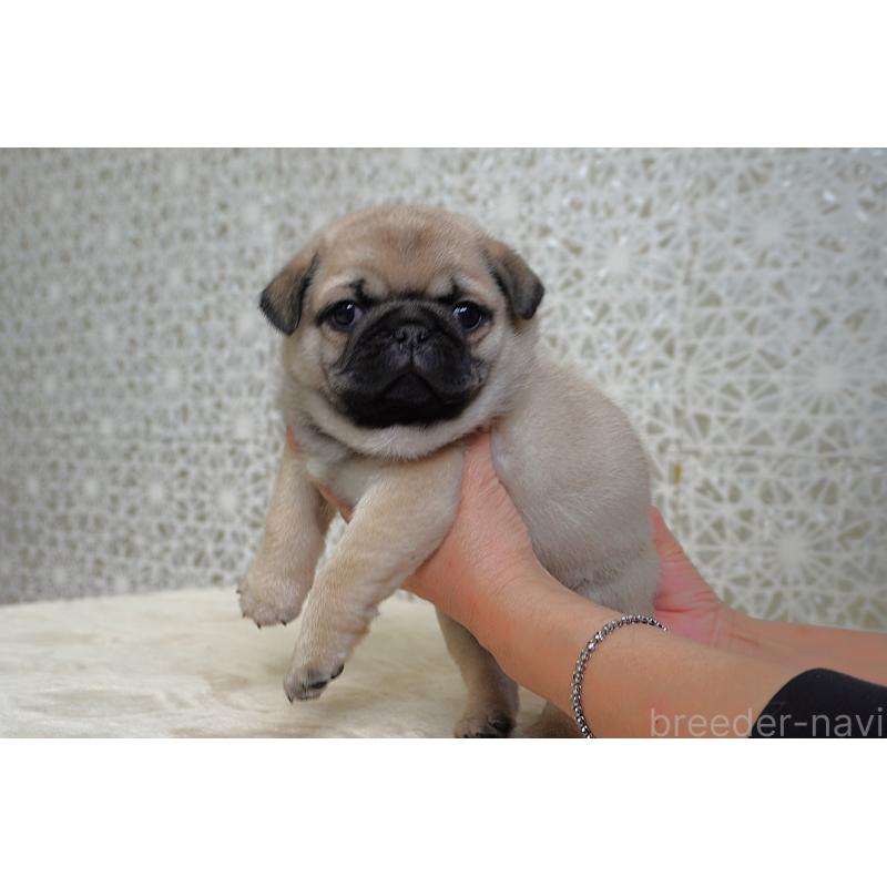 販売中の東京都のパグ-442811の9枚目