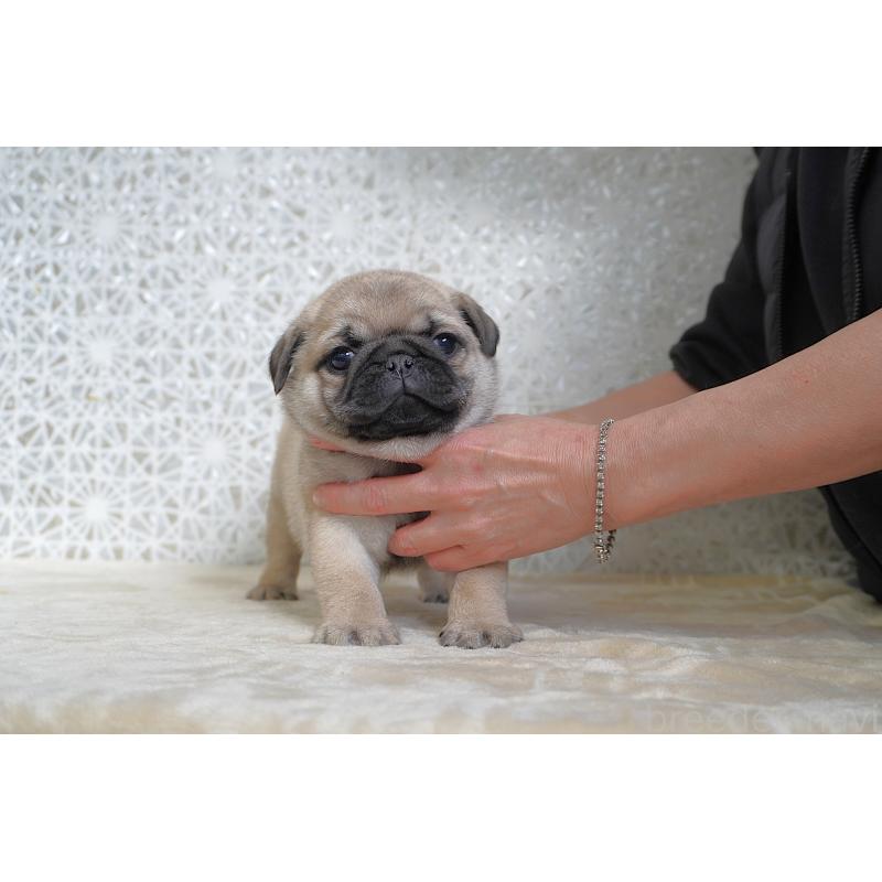 販売中の東京都のパグ-442811の8枚目