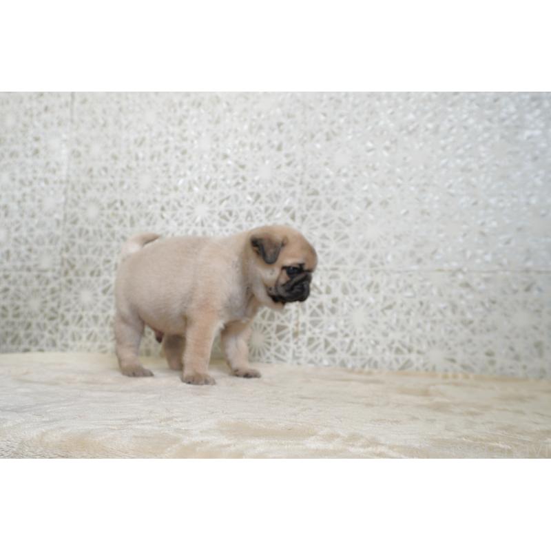 販売中の東京都のパグ-442811の5枚目