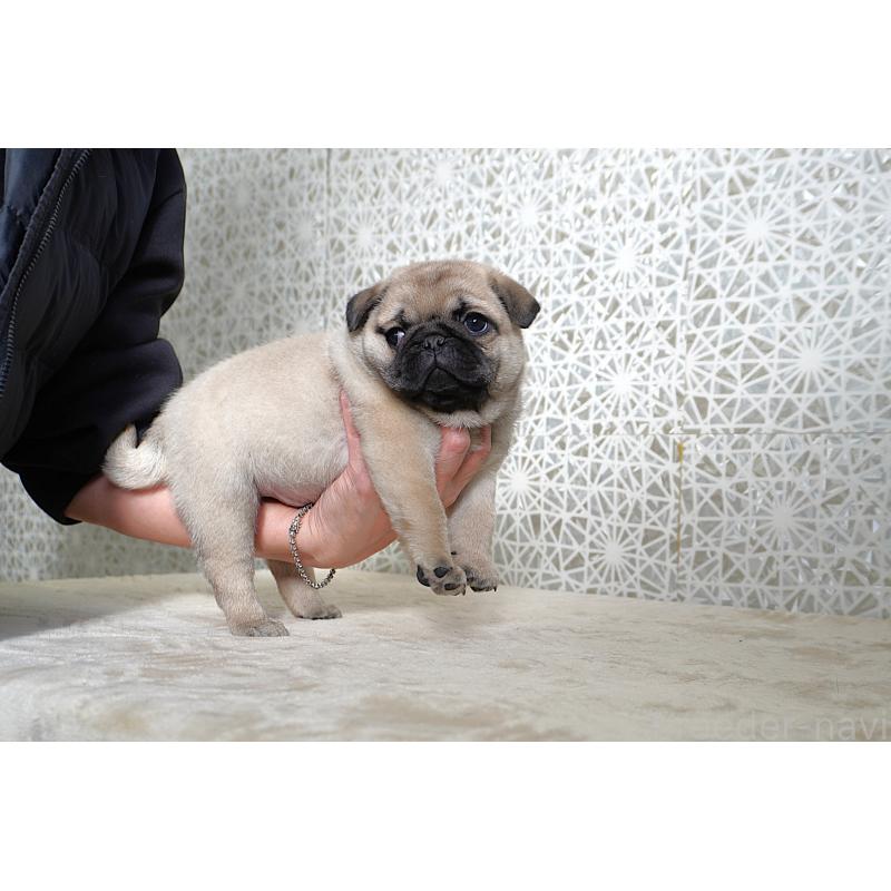 販売中の東京都のパグ-442811の4枚目