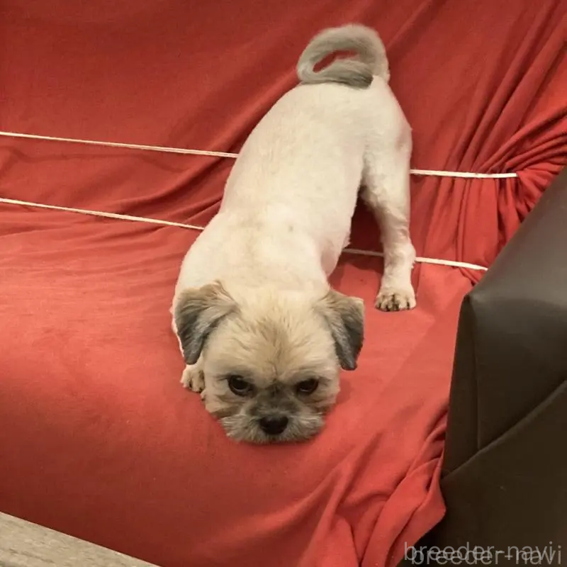 商談中の東京都のシーズー-442810の5枚目