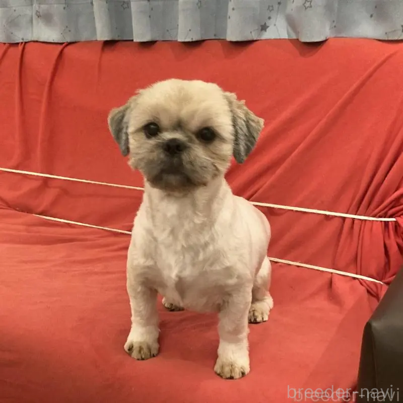 商談中の東京都のシーズー-442810の3枚目