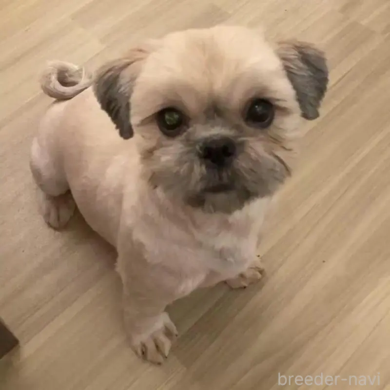 商談中の東京都のシーズー-442810の1枚目