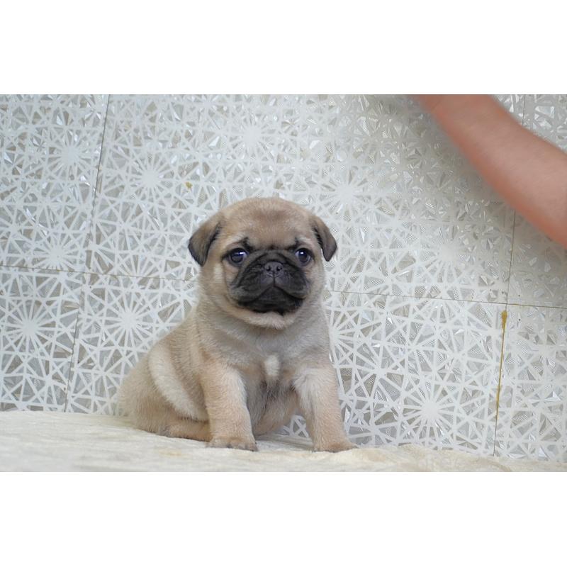 販売中の東京都のパグ-442811の2枚目